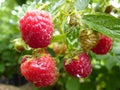 Close Up Macro of Water Drops on Red Raspberry Fruit Bush