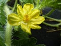 Close Up Macro of Watermelon Melon Flower