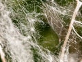 Close up macro of white detail spider web with dandelion trapped