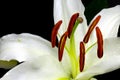 Close up macro white lily with pollen on black background Royalty Free Stock Photo