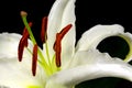 Close up macro white lily with pollen on black background Royalty Free Stock Photo