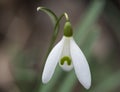 close up macro of white snowdrop spring flower with leaves on natural bokeh background, selective focus Royalty Free Stock Photo