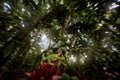 Close-up macro wide photography in wild nature. Wildlife. Frog from Costa Rica, wide angle lens. Wildlife scene tropic forest, Royalty Free Stock Photo