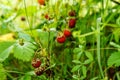 Close up, macro. Wild strawberry bush with ripe berries and green leafs. Green background. Copy space Royalty Free Stock Photo