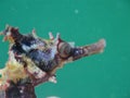 Close up macro of wild White`s Seahorse Hippocampus Whitei in green blue sea