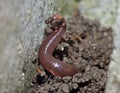 Close up macro of a worm in the garden, photo taken in the UK