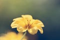 Close up macro yellow flower Royalty Free Stock Photo