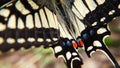 Close up macro of  yellow swallowtail butterfly open wing Royalty Free Stock Photo