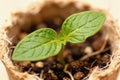 Macro close-up of a green seedling in a biodegradable pot for Earth Day Royalty Free Stock Photo
