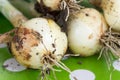 Close up macro young onions with soil