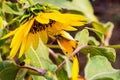 Close up macrophotography of Colias eurytheme, the orange sulphur butterfly on sunflower.