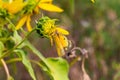 Close up macrophotography of Colias eurytheme, the orange sulphur butterfly on sunflower bud.