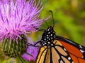 Close up macrophotography of Monarch butterfly head on a purple thistle flower