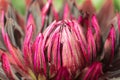 Dahlia black jack flower close up. Royalty Free Stock Photo