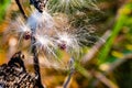 Close up macrophotography of milkweed pod seeds
