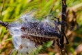 Close Up, Macrophotography Of Milkweed Pod Surrounded By Flying Seeds.