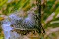 Close Up, Macrophotography Of Milkweed Pod Surrounded By Flying Seeds.