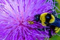 Close up, macrophotography of perhaps, Bombus impatiens , the common eastern bumble bee and cucumber beetle on thistle flower.