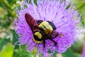 Close up, macrophotography of perhaps, Bombus impatiens , the common eastern bumble bee diving into thistle flower. Royalty Free Stock Photo