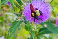 Close up, macrophotography of perhaps, Bombus impatiens , the common eastern bumble bee diving into thistle flower. Royalty Free Stock Photo