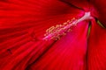 Close up macrophotography of velvety petal and the pistil of crimson red hibiscus flower