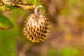 Close up macrophotography of dried receptacle of purple thistle flower