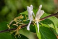 Close up macrophotography of White flower, honeysuckle