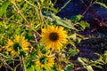 Macrophotography of Sunflowers, whole Helianthus flowering plant Royalty Free Stock Photo
