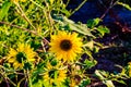 Macrophotography of Sunflowers, whole Helianthus flowering plant Royalty Free Stock Photo