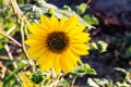 Macrophotography of Sunflowers, whole Helianthus flowering plant Royalty Free Stock Photo