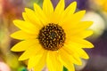 Macrophotography of Sunflowers, whole Helianthus flowering plant Royalty Free Stock Photo