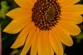 Macrophotography of Sunflowers, Disc and ray florets of Helianthus flowering plant Royalty Free Stock Photo