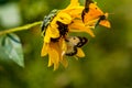 Close up yellow sunflower with two butterflies Royalty Free Stock Photo