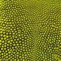 Close-up of Madagascar day gecko skin, Phelsuma madagascariensis grandis