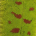 Close-up of Madagascar day gecko skin, Phelsuma madagascariensis grandis Royalty Free Stock Photo