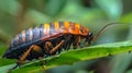 Close up of a Madagascar hissing cockroach. Striped insect exploring its habitat. Concept of exotic insects, forest Royalty Free Stock Photo