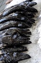 Close-up of Madeira Black Scabbard Fish Big Teeth and Eyes Royalty Free Stock Photo