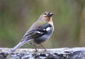 Close up of Madeiran chaffinch - Fringilla coelebs maderensis - sitting on the ground with colourful background on Madeira island