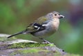 Close up of Madeiran chaffinch - Fringilla coelebs maderensis - sitting on the ground with colourful background on Madeira island