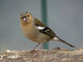 Close-up of a Madeiran chaffinch on a rock