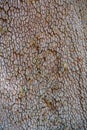 Close up of Madrone tree Arbutus menziesii bark, California