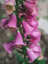 Close up of magenta digitalis purpurea flower with rain drops