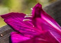 Close up of magenta orchid tree flower blossom with white stamen Royalty Free Stock Photo