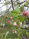 Magenta Apple flower buds Royalty Free Stock Photo