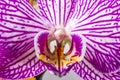 Close up of magenta and white orchid or orchis flower. Flowers from latin family Orchidaceae. Macro photo Royalty Free Stock Photo