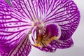 Close up of magenta and white orchid or orchis flower. Royalty Free Stock Photo
