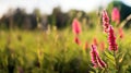 Close-Up Magic of Flowers in Meadow\'s Embrace