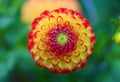 Close up of magical Dahlia flower.