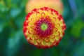 Close up of magical Dahlia flower.