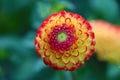 Close up of magical Dahlia flower.